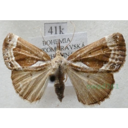 Hypena crassalis (Fabricius, 1787) Rozszczepka jagodzianka Czech41k